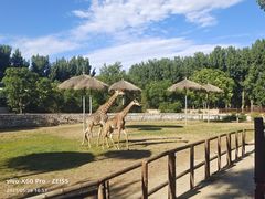 -北京野生动物园