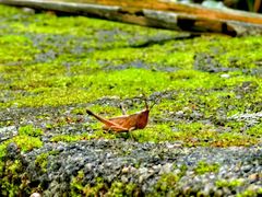 -海南热带雨林国家公园吊罗山景区