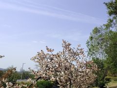 -羊山湖公园