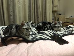 -纳吉亚猫专科动物诊疗中心(蒋宅口分院)