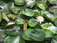 -合肥滨湖国家森林公园