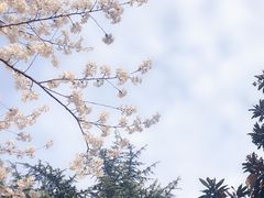 -武汉大学-樱园