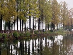 -金银湖国家城市湿地公园