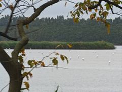 -大湾区中央湿地公园
