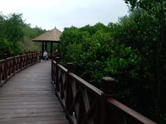 -大亚湾红树林城市湿地公园