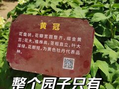 -曹州牡丹园