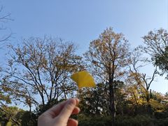 -秋霞圃