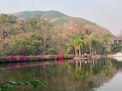 -西双版纳原始森林公园