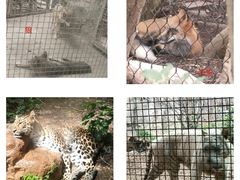 -红山森林动物园