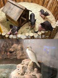点击看大图 -七巧国萌宠乐园(龙湖天街店)
