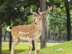 -秦皇岛野生动物园