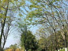 -铁山坪森林公园