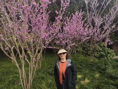 -嘉定紫藤园