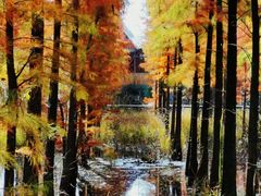 -池杉湖湿地公园