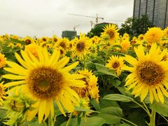 -映月湖中央公园
