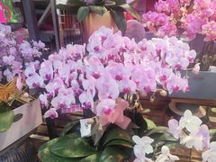 -大自然花鸟鱼虫市场