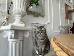 -共舞时光猫咖·狗咖(新街口店)