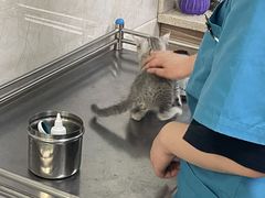-动物缘宠物医院·骨科·猫科(西二环店)