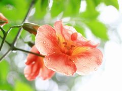 -陈家山荷花公园