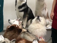 -星多哈·狗咖·拼豆·咖啡
