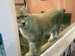 -青藏高原野生动物园