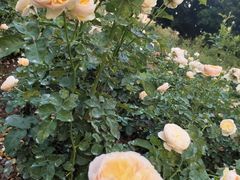 -人民公园(罗湖区)