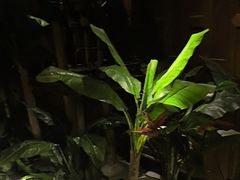 -紫莲花足道(柯桥古镇店)