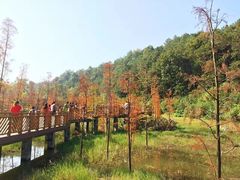 -神光山国家森林公园