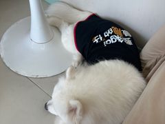 -怪兽屋·羊驼·猫咖·狗咖(俊华广场店)