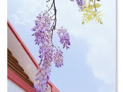 -嘉定紫藤园