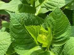 -合肥滨湖国家森林公园