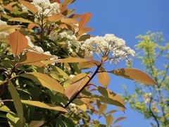 -春花秋色城市公园