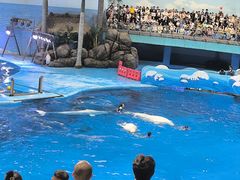 -海合安成都极地海洋公园