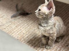 -艾贝尔宠物医院 ·内科全科(梁溪路店)