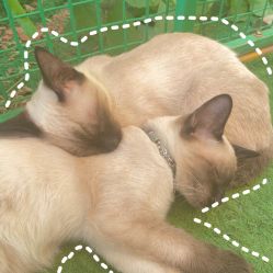 -萌宠亲子动物乐园(槐房万达店)