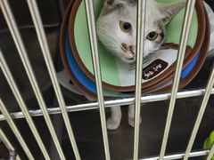 -瑞鹏宠物医院·骨科·猫科·内科(第一中心)