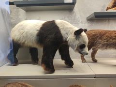 -四川大学博物馆