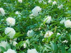 -上海鲜花港