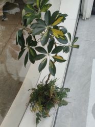 -吉艺心专业美发造型