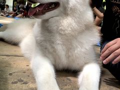 -TrueLove @ Neverland (Husky Cafe)