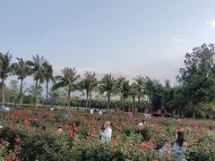 -亚龙湾国际玫瑰谷