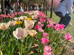 -洛阳郁金香牡丹园
