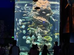 -芜湖新华联大白鲸海洋公园