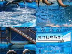 -海合安青岛极地海洋公园
