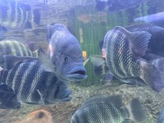 -上海海洋水族馆