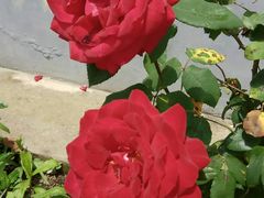 -海上花岛玫瑰园采摘