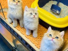 -欣宠猫屋·矮脚拿破仑·蓝金金渐层