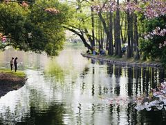 -上海共青森林公园