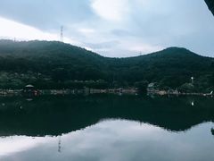 -梧桐庄园