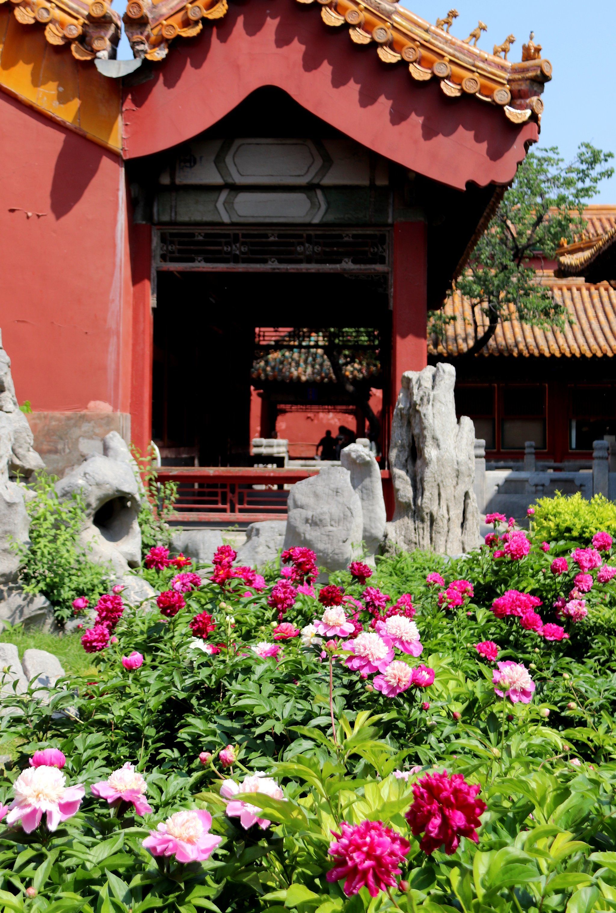 御花园的芍药隆重登场